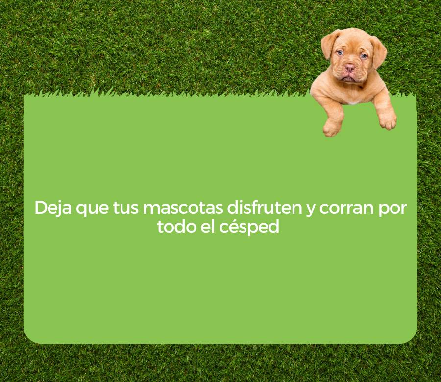 consejos que los  dueños con perros deben saber en césped artificial